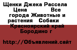 Щенки Джека Рассела › Цена ­ 10 000 - Все города Животные и растения » Собаки   . Красноярский край,Бородино г.